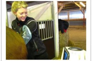 Inseminering af hest i Ringsted, Roskilde og Holbæk